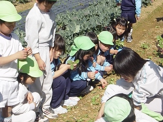 畑の野菜を収穫しました！