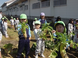 畑の野菜を収穫しました！