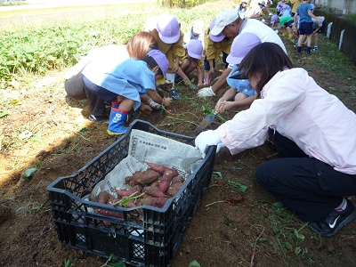 おいもほり