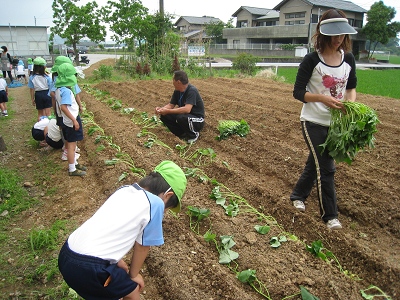 芋の苗植えをしたよ！