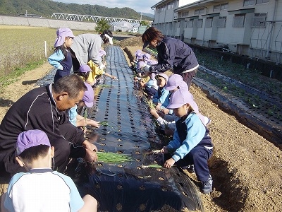 たまねぎの苗を植えました！