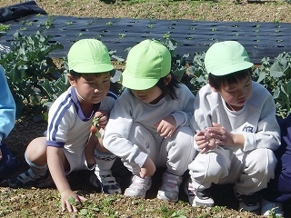 畑の野菜を収穫しました！