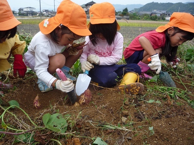 年中組のおいも掘り