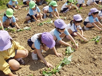 お芋の苗植え