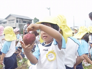 年少組おいもほり