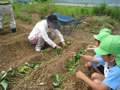 芋の苗植えをしたよ！