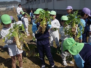 畑の野菜を収穫しました！