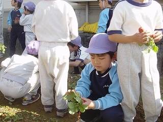 畑の野菜を収穫しました！