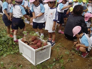 年少組おいもほり