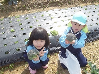 畑のブロッコリーを収穫しました！