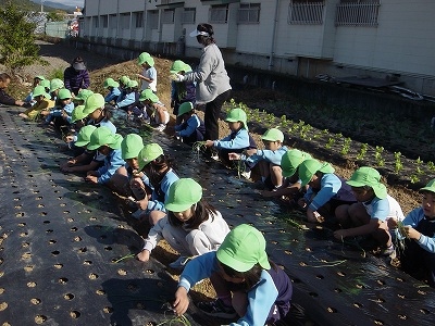 たまねぎの苗を植えました！