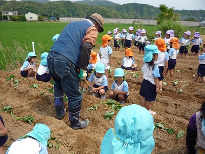 芋の苗を植えたよ！