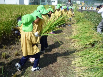 稲刈り2010.9.16 019.jpg