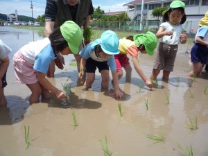 田植え2010.5.27 046.jpg